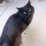 Picture of cat lost at Tain L Hermitage