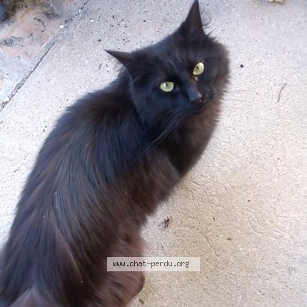 Photo 1/1 Ninou Chat lost in Tain l hermitage