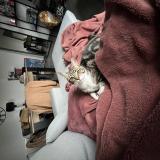 Picture of cat lost at Beauzelle