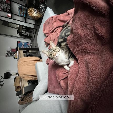 Photo 1/1 Yumi Chat lost in Beauzelle