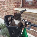 Picture of cat lost at Amiens