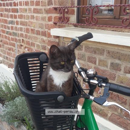 Photo 1/1 Chausssette Chat lost in Amiens