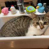 Picture of cat lost at Morieres Les Avignon