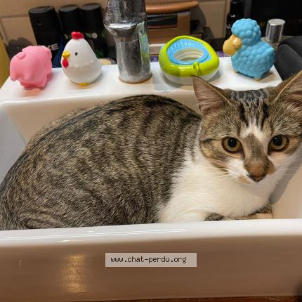 Photo 1/1 sissi Chat lost in Morieres les avignon