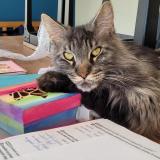 Picture of cat lost at Apprieu