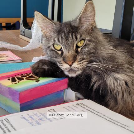 Photo 1/1 Marvin Chat lost in Apprieu