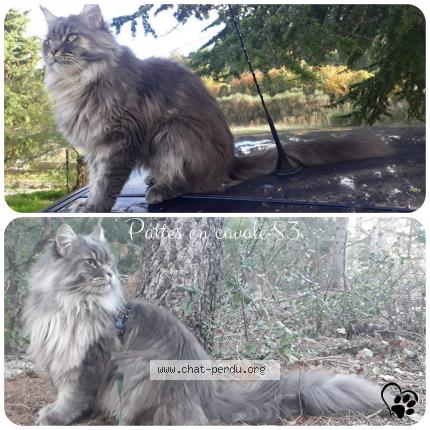 Photo 1/1 Ohlie Chat lost in Plan d aups sainte baume