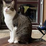 Picture of cat lost at Echirolles