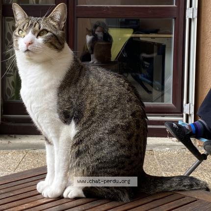 Photo 1/1 Heïko Chat lost in Echirolles