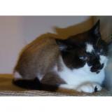 Picture of cat lost at Bordeaux