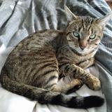 Picture of cat lost at Montmorency