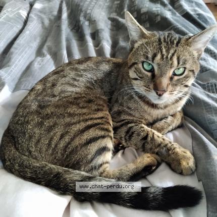 Photo 1/1 Rikiki Chat lost in Montmorency