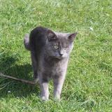 Picture of cat lost at Goussainville