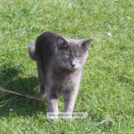 Photo 1/1 Gribouille Chat lost in Goussainville