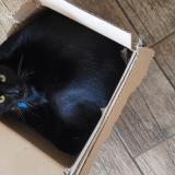 Picture of cat lost at Montblanc