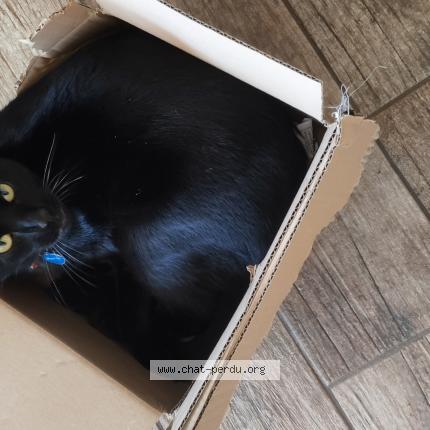 Photo 1/1 Merlin Chat lost in Montblanc