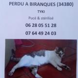 Picture of cat lost at Hameau De Biranque