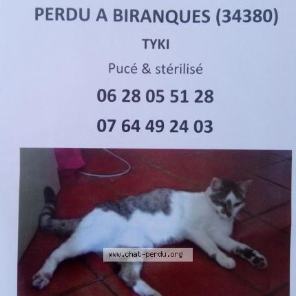 Photo 1/1 Tyki Chat lost in Hameau de biranque