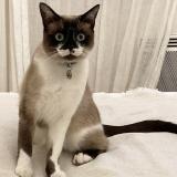 Picture of cat lost at Chaponnay