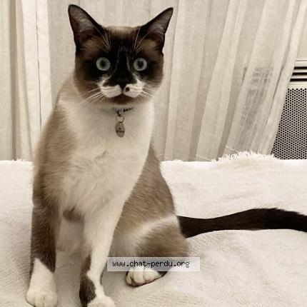 Photo 1/3 Iz&iuml;a Chat lost in Chaponnay