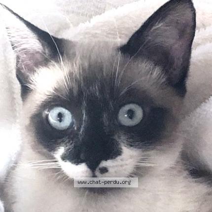 Photo 2/3 Izïa Chat lost in Chaponnay