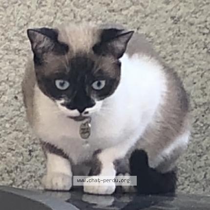 Photo 3/3 Izïa Chat lost in Chaponnay