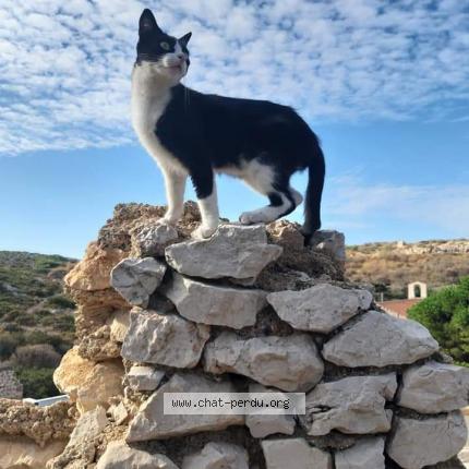 Photo 1/1 Felix Chat lost in Marseille