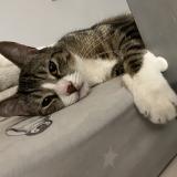 Picture of cat lost at Paris