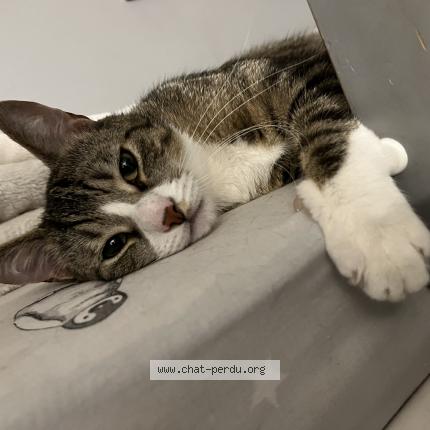 Photo 1/1 Cat reunited Lost in Paris