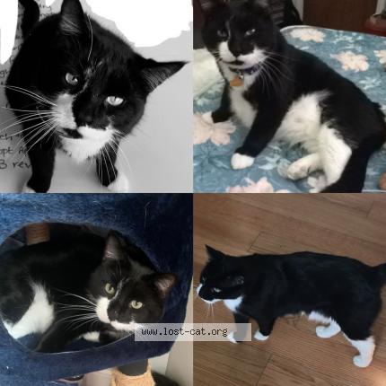 Photo 1/1 Loki Chat lost in Leland