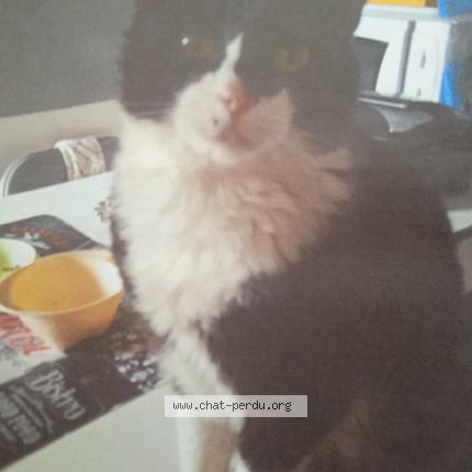 Photo 1/1 Chabi Chat lost in La colle sur loup