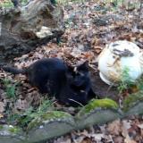 Picture of cat lost at Celle L Evescault