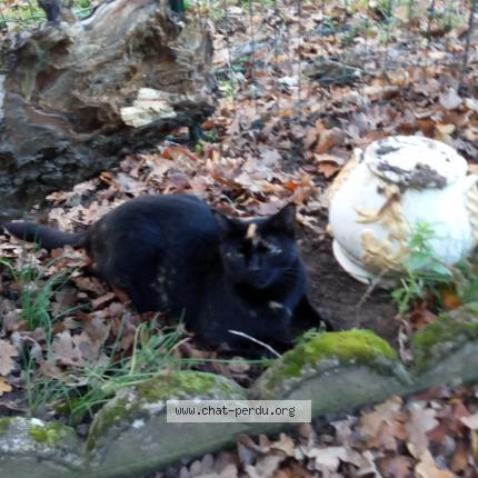 Photo 1/1 Gremlise  Chat lost in Celle l evescault