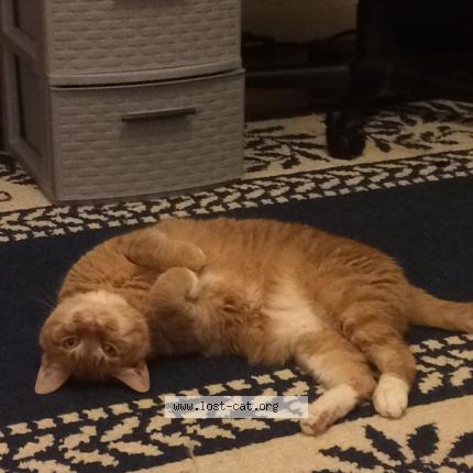 Picture of cat lost at Wausau