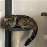 Picture of cat lost at Vayres