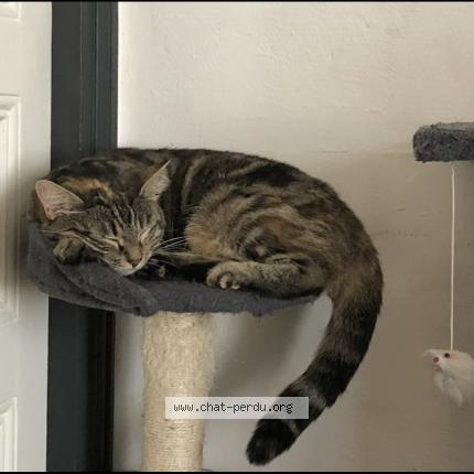 Photo 1/1 Patoune Chat lost in Vayres