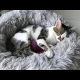 Picture of cat lost at Villeurbanne Ferrandiere