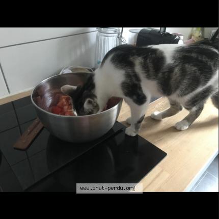 Photo 2/4 SISSI Chat lost in Villeurbanne ferrandiere