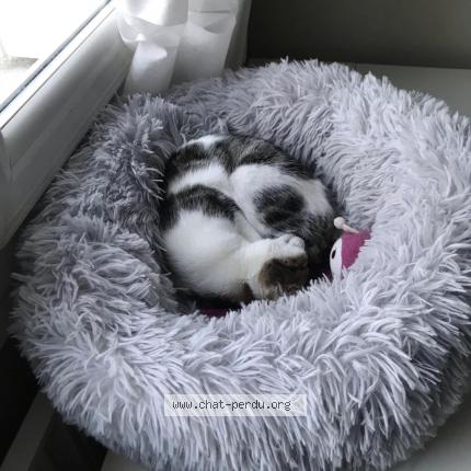 Photo 3/4 SISSI Chat lost in Villeurbanne ferrandiere