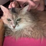 Picture of cat lost at Twann