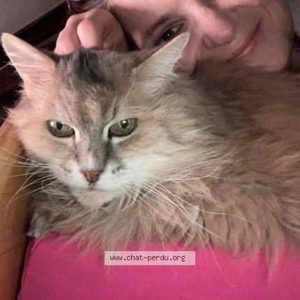 Photo 1/1 Wushel Chat lost in Twann