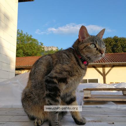 Photo 1/1 PLUME Chat lost in Saint sauveur