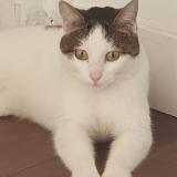 Picture of cat lost at Vitry Sur Seine