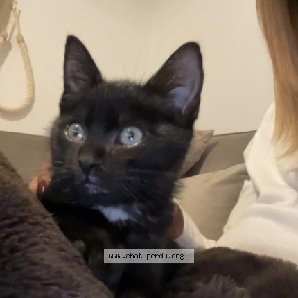 Foto 1/1 Kat teruggevonden Vermist in Wezembeek