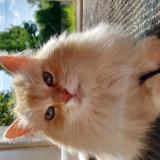 Picture of cat lost at Motreff