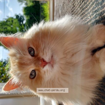 Photo 1/1 Hervé Chat lost in Motreff