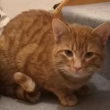 Picture of cat lost at Bruxelles