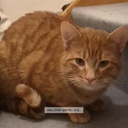 Photo 1/1 simba Chat lost in Bruxelles