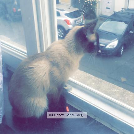 Foto van vermiste kat in Brussel