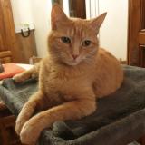 Picture of cat lost at Grigny